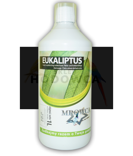 eukaliptus.png