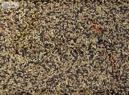 DELI NATURE ''58'' - MAKOLĄGWA 1KG - Linaria cannabina 