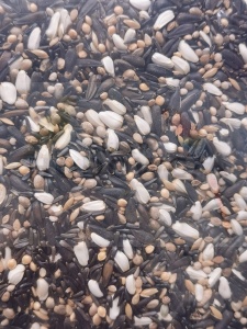 Blattner Keimfutter fur Stieglitz-Major kiełki   karma do kiełkowania dla Major szczygieł syberyjski  15kg 