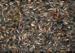 Blattner słonecznik mikro Sonnenlumen micro 5kg  