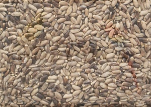 OSTROPEST  PLAMISTY 1kg 